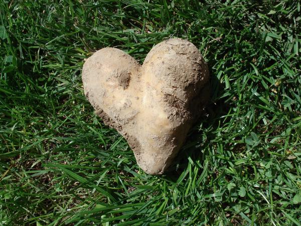 Quand on met du coeur au jardin, on récolte.... un coeur!!!